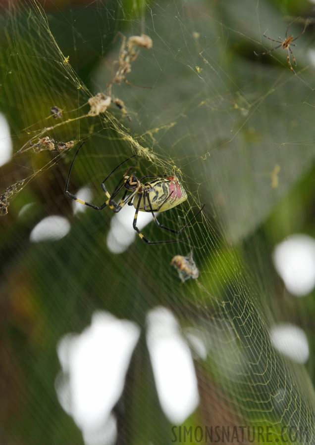 Trichonephila clavata [300 mm, 1/200 sec at f / 8.0, ISO 400]